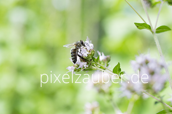 Biene, Bee, Photo, Foto, Bild, Fotografie, Stockfoto, stock photography, Bildagentur, Pixelzauber, Schindelbeck