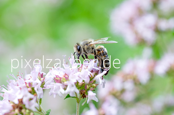 Biene, Bee, Photo, Foto, Bild, Fotografie, Stockfoto, stock photography, Bildagentur, Pixelzauber, Schindelbeck