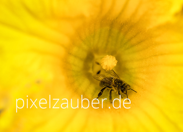 Biene, Bee, Photo, Foto, Bild, Fotografie, Stockfoto, stock photography, Bildagentur, Pixelzauber, Schindelbeck