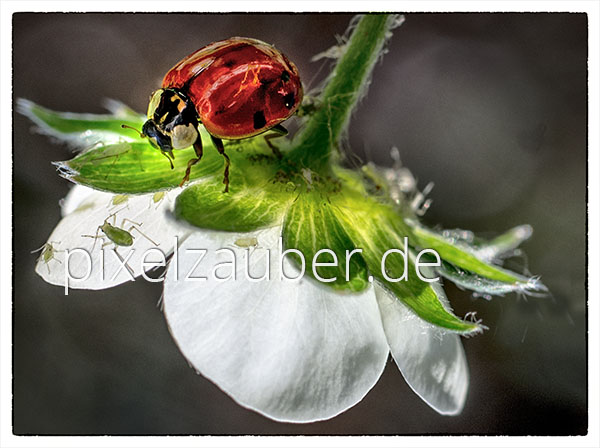 Marienkäfer, Ladybug, Photo, Foto, Bild, Fotografie, Stockfoto, stock photography, Bildagentur, Pixelzauber, Schindelbeck